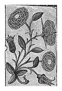 A Rose by any other name